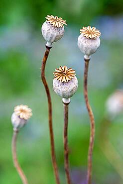 Opium Poppy (Papaver somniferum) capsules after flowering in summer, Hauts de France