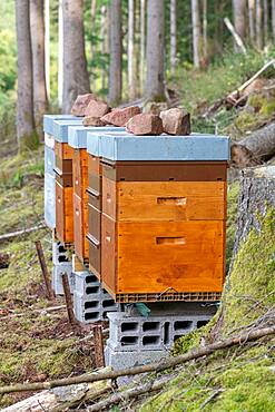 Hives at the forest edge in summer, Moselle