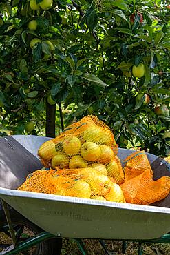 Summer Delbard' apple fillets in a wheelbarrow in summer