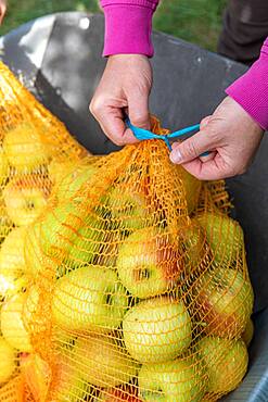 Woman closing a summer apple fillet 'Delbard summer'