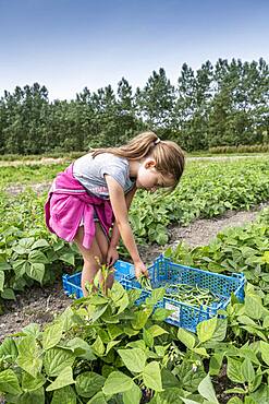 Girl harvesting green beans in a kitchen garden in summer