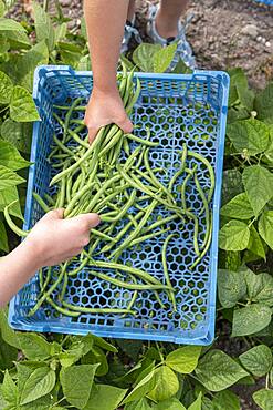 Girl harvesting green beans in a kitchen garden in summer