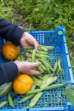 Girl harvesting vegetables in a kitchen garden in summer