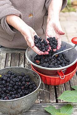 Making an old-fashioned blackberry jam in summer