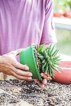 Man potting a hybrid Aloe (resembling a Gasteria, for connoisseurs).