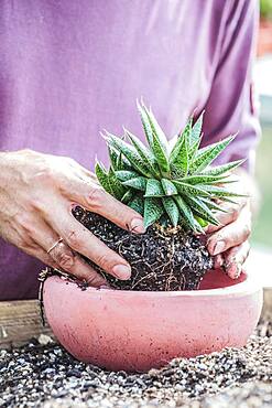 Man potting a hybrid Aloe (resembling a Gasteria, for connoisseurs).