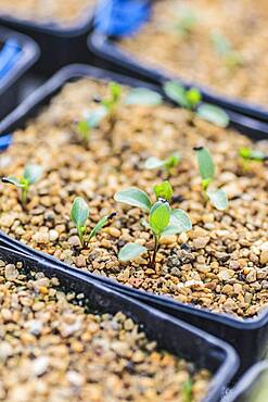 Sowing of Lenten rose (Helleborus orientalis) in a bucket.