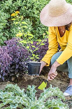 Woman planting a Lantana 'New Gold' in summer.