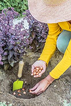 Planting decorative oxalis bulbs (Oxalis hirta) in summer.