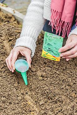 Rocket (Eruca sativa) seedling in late winter