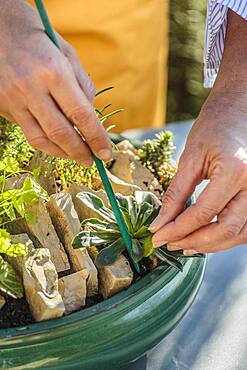 Realization of a mini garden of crevice garden in pot, in step by step.