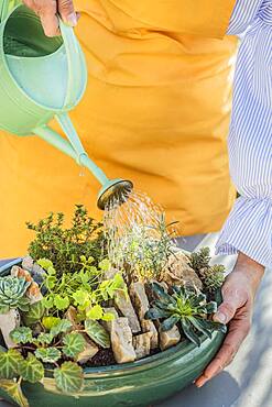 Realization of a mini garden of crevice garden in pot, in step by step.