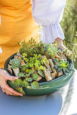 Realization of a mini garden of crevice garden in pot, in step by step.