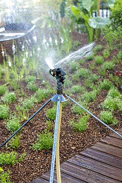 Watering can in a garden, spring