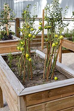 Tomatoes grown in a wooden bin, summer