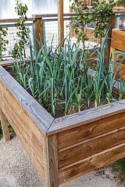 Leeks grown in a wooden bin, summer