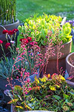 Coralbell (Heuchera sp) in bloom in a pot on a garden terrace, summer