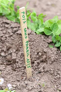 Garden Peas (Pisum sativum) 'Sans pareil' in a garden, spring, Moselle