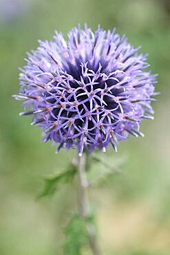 Thistle (Echinops ritro) flowers, botanical garden of Tours, Center-Val de Loire