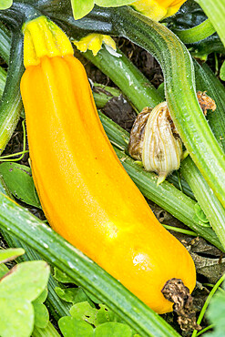 Courgette Jaune Gold Rush Bio