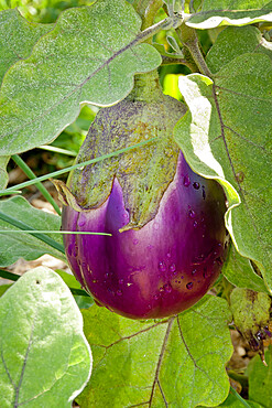 Aubergine 'Violetta di Firenze'