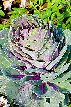 Brassica 'Crane Rouge'