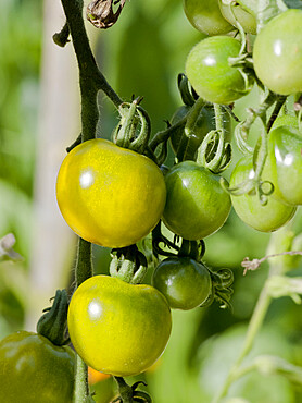 Tomate 'Green Doctors'