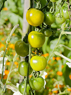 Tomate 'Green Doctors'