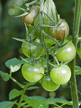 Tomate 'Black Cherry'