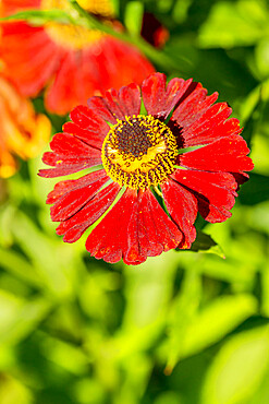 Helenium 'Rubinzweig'