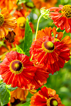 Helenium 'Rubinzweig'