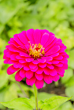 Zinnia elegans 'Uproar'