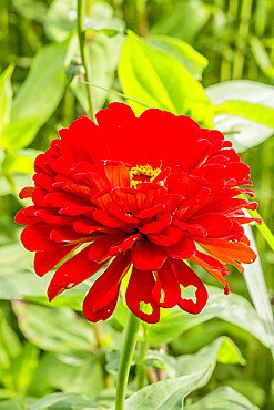 Zinnia elegans 'Super Yoga'