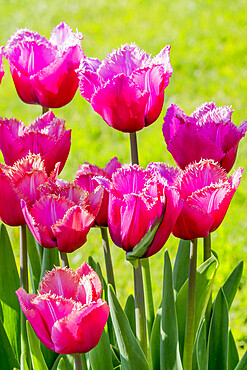 Tulip 'Blue Heron' in bloom in a garden