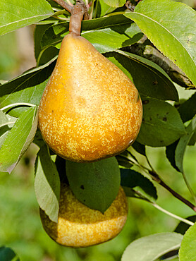 Pyrus communis 'Beurre Capiaumont'