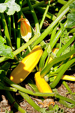 Courgette jaune 'Eight Ball' F1