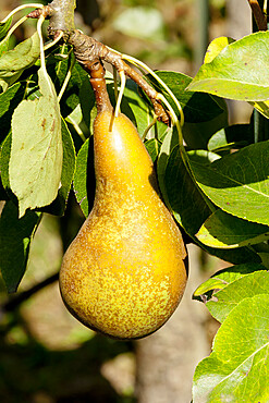 Pyrus communis 'Abbe Fetel'