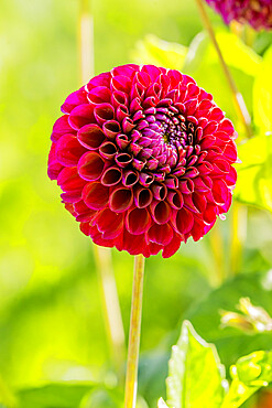 Dahlia 'Anka' in bloom in a garden *** Local Caption *** Reg. : Legutko (POL)