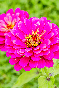 Zinnia elegans 'Uproar'