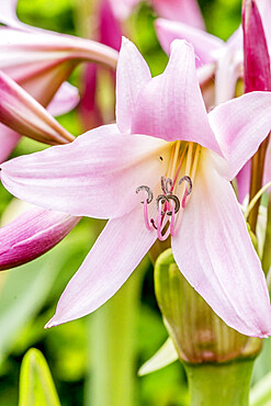 Crinum powellii 'Roseum'