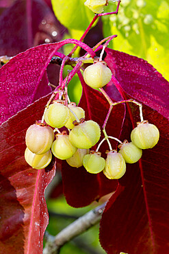 Euonymus fortunei 'Coloratus'