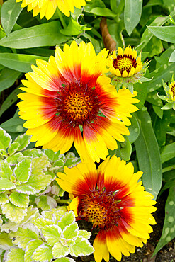 Gaillardia grandiflora 'Mesa Bright Bicolor?