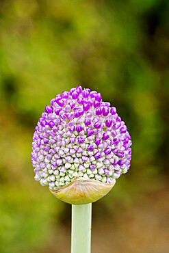 Allium senescens subsp. montanum