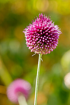 Allium sphaerocephalum