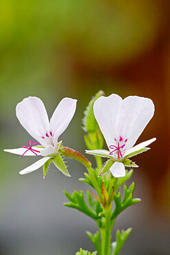 Pelargonium in bloom in a garden *** Local Caption *** Pelargonium fruticosum section glaucophyllum