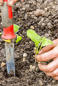 Planter des radis