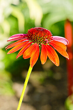 Echinacea purpurea 'Cheyenne Spirit'