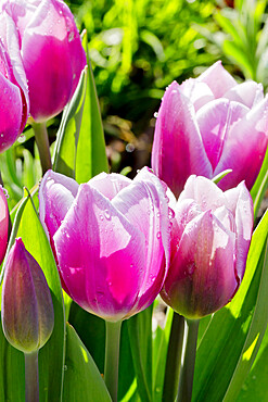 Tulip 'Dreaming Mermaid' in bloom in a garden