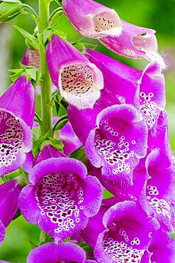 Digitalis purpurea Hybrides Excelsior