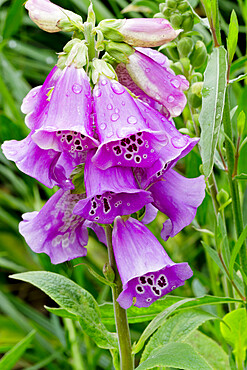 Digitalis purpurea Hybrides Excelsior